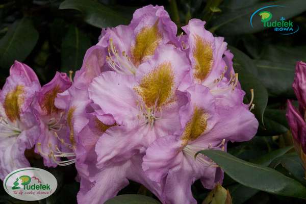 Rhododendron Ricarda